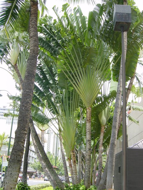Palmtrees