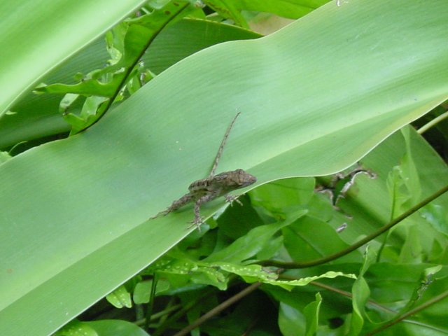 Lizard on a large leaf