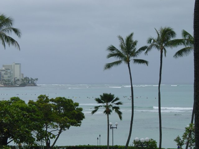 View from the Sheraton on surfers, trees and palm trees in the foreground
