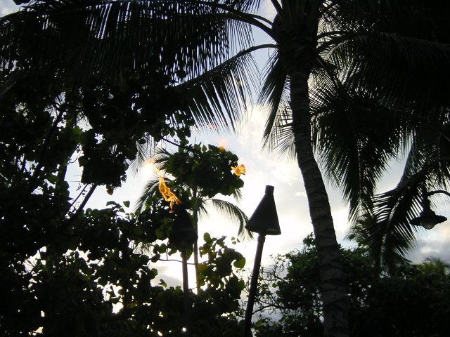 Fire in the trees, torches in the foreground, trees and palm trees in the background