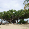 large flat tree by the beach