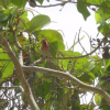 Close-up of a bird in a tree