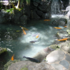 International Market Place, fish