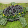 Low plants forming a turtle