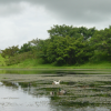Lake with ducks