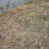 Cardinal birds