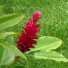 Flower of the garden