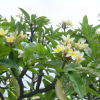 Plumeria flowers