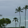 View from the Sheraton on surfers, trees and palm trees in the foreground