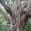 Tree trunk covered in clutching roots