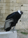 Condor des andes