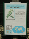 Panneau descriptif du kookaburra