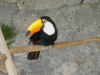 Pinocchio le toucan