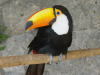 Pinocchio le toucan