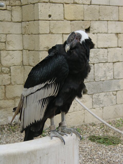 Condor des andes