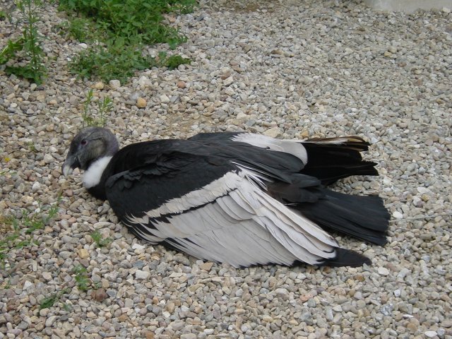 Condor des andes vautre sur les graviers