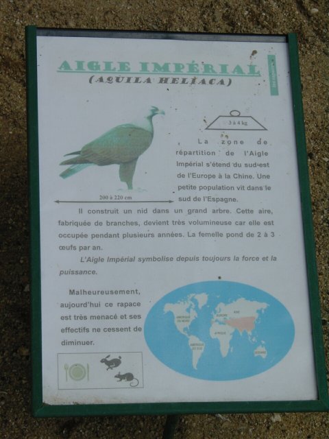 Panneau descriptif de l'aigle imperial