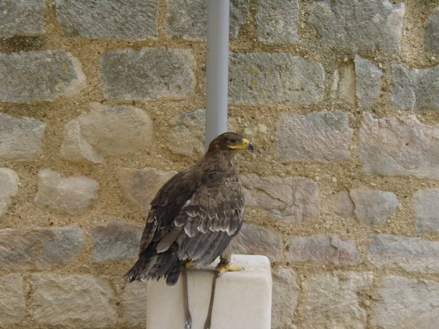 Aigle imperial