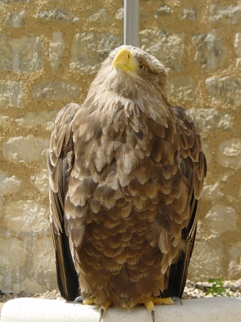 Aigle faisant le beau