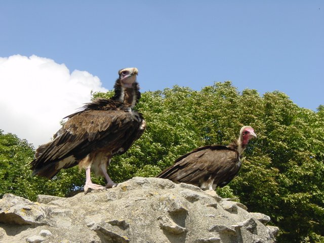 Vautours perches sur un rocher