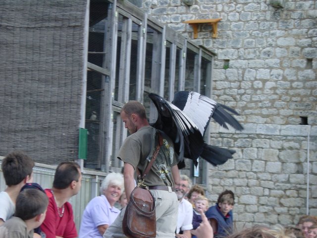 Le dompteur ramene un vautour vers son enclos