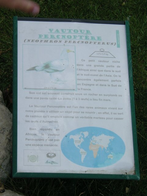 Panneau descriptif du vautour percnoptere