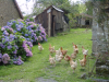 Les poules, les hortensias d'Andre Joyeux