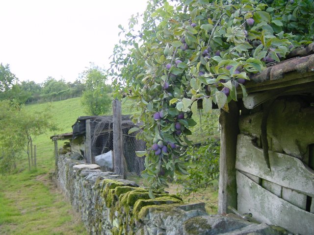 Vieux mur en pierres moussues, prunier, pre