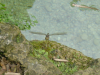 Close-up of a large dragon fly