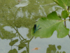 Blurry close-up of a blue dragonfly