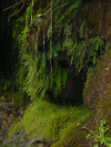 By the cascade: moss and dripping water