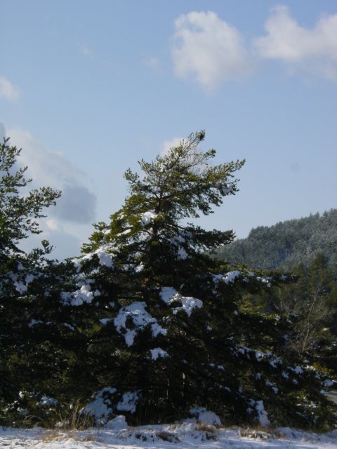 Col de Luens: arbre enneige'