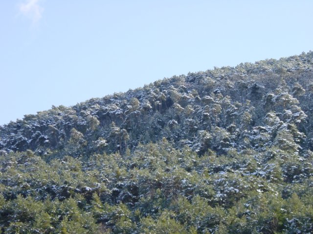 Col de Luens, arbres enneiges