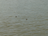 Ducks on the Danube