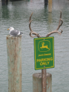 Seagull and "parking only" sign