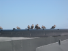 Seagulls on submarine
