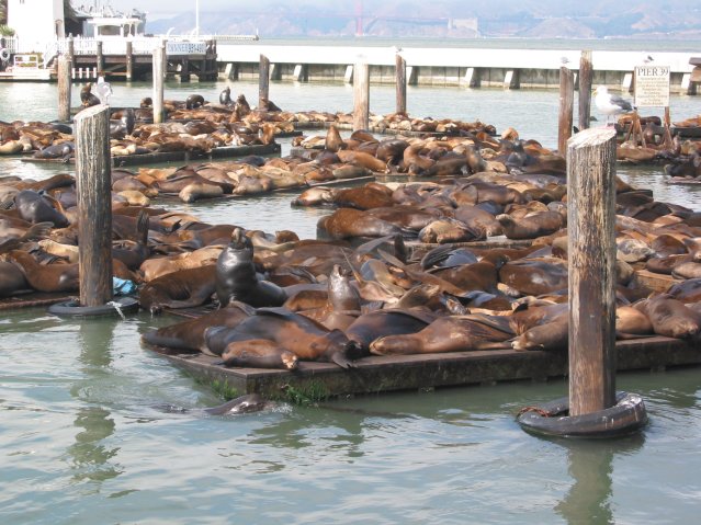 Sea Lions at Pier 39