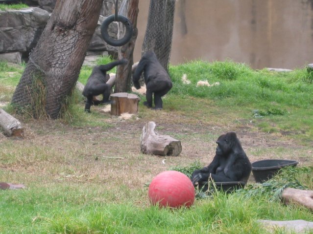 Gorillas