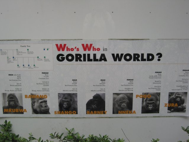 Gorillas of the zoo
