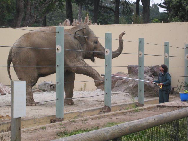 Asia elephant