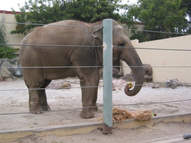 Asia elephant