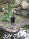 Large bird with long legs and a funny wig