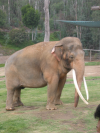 Male asian elephant