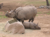 Female rhino and baby