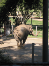 Asian elephant on show: standing still on a small round stump
