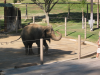 Asian elephant on show: showing the stick and lifting front paw