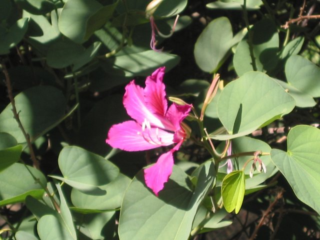 Dark pink flower