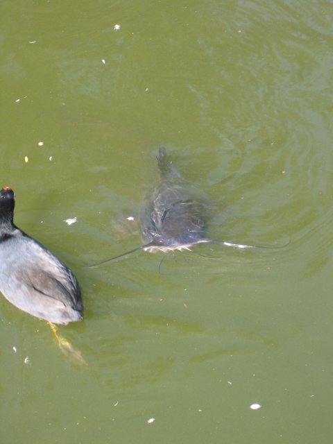 Catfish and duck