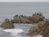 Some other long necked birds on rocks