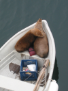 Two sea lions nested in a rowing boat